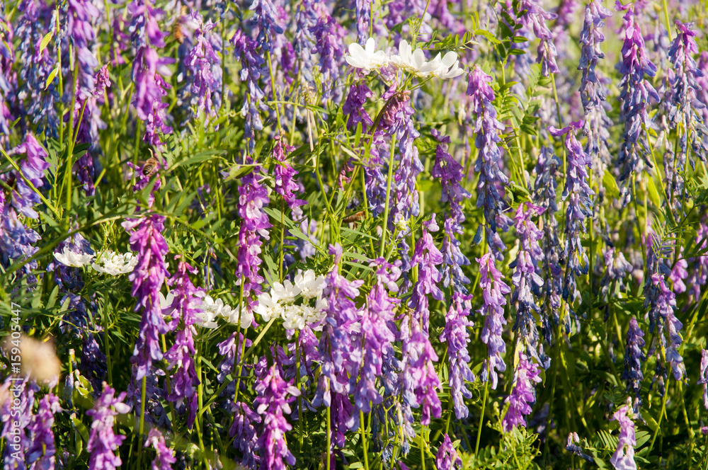 Champ de lavande Champ de lavande
