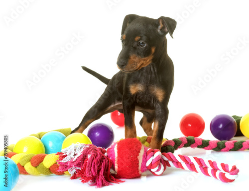Photography puppy manchester terrier