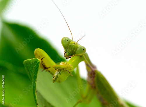 Green mantis eating grasshopper on white background. Mantis on green leaf.