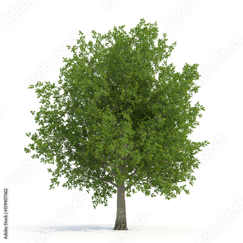 Old Green summer oak tree isolated on white. 3D illustration photo