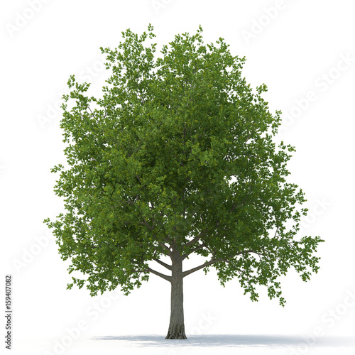 Old Green summer oak tree isolated on white. 3D illustration