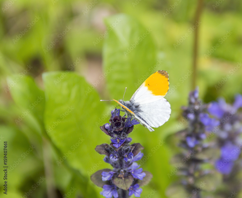 Naklejka premium orange tip butterfly