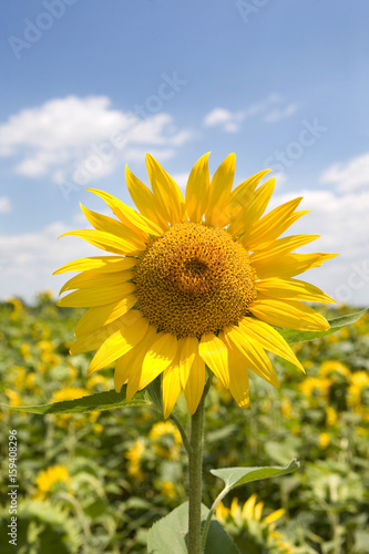 Sunflower field and sky