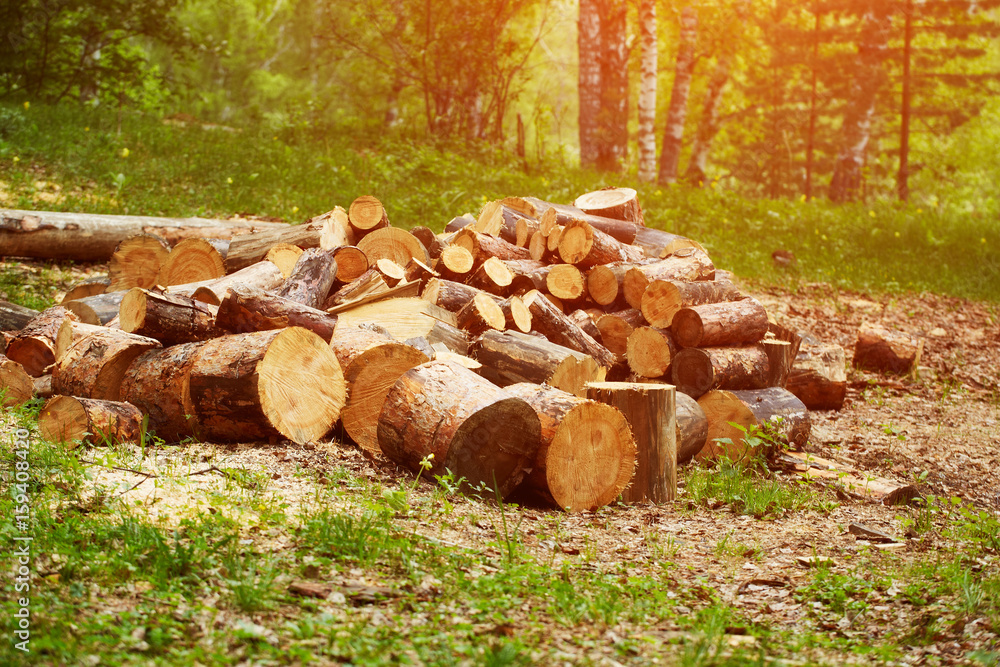 A pile of firewood in the forest. The concept of nature protection, environment, destruction of forests, harvesting of wood A pile of firewood in the forest. The concept of nature protection, environment, destruction of forests, harvesting of wood
