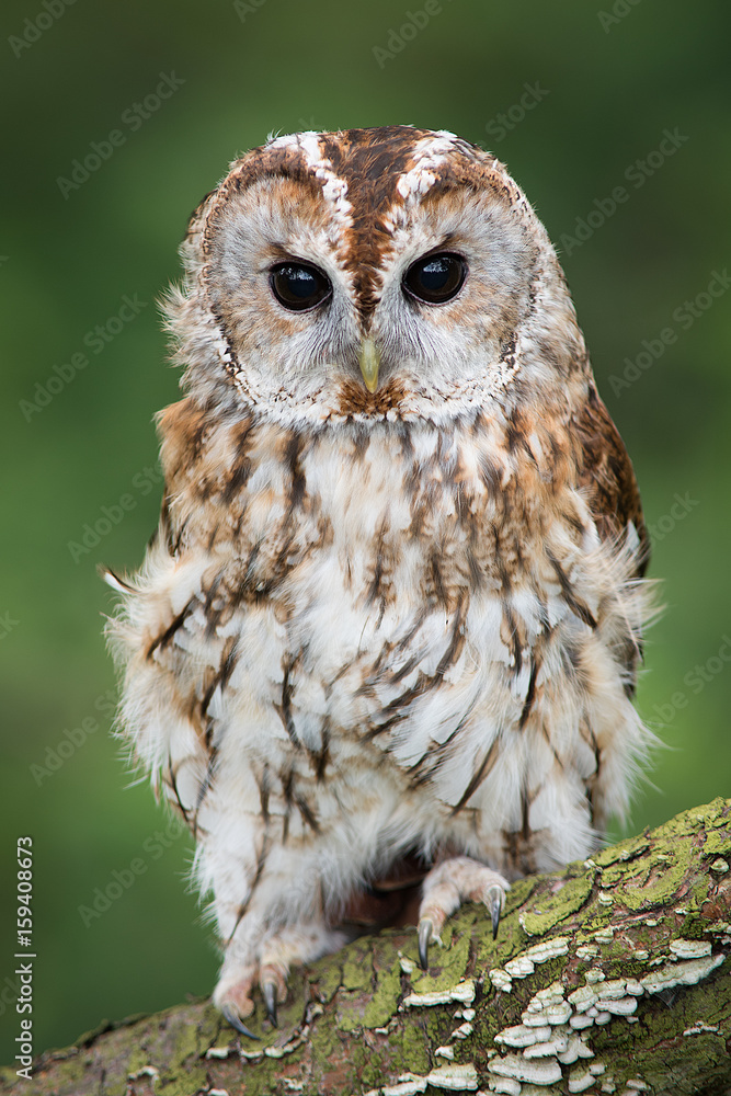 A very close full length portrait of a tawny owl with ruffled feathers facing forward and perched on a branch in upright vertical format A very close full length portrait of a tawny owl with ruffled feathers facing forward and perched on a branch in upright vertical format