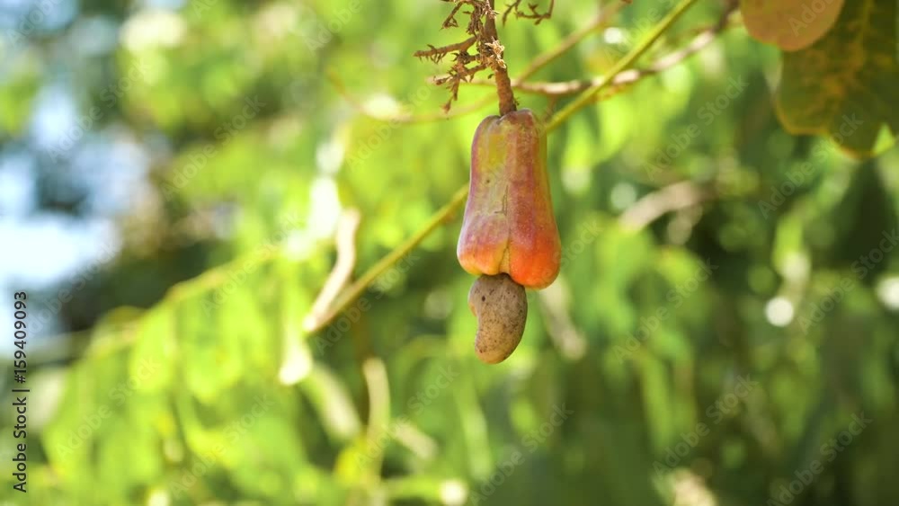 Cashew fruits with nut (Anacardium occidentale) growing on a tree.Cashew nuts growing on a tree