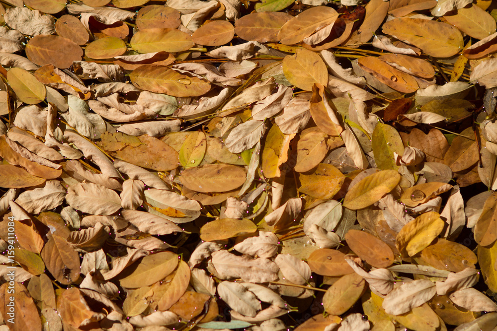 background autumn leaves on ground background autumn leaves on ground
