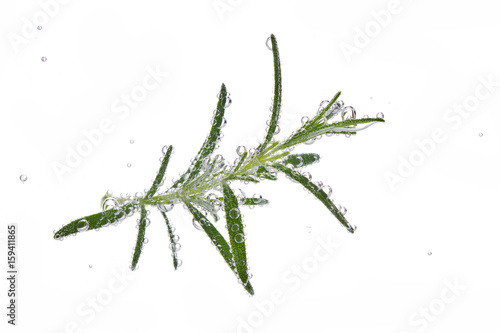 branch of rosemary with bulb