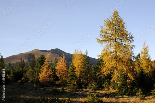 Lärchen im Herbst © Fotolyse