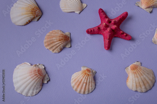 Marine composition made of red sea star and seashells in purple background.  Top view.