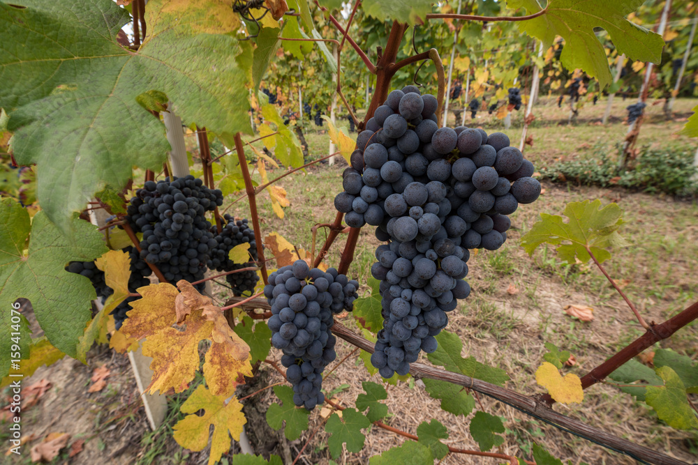 Grapes of a vineyard
