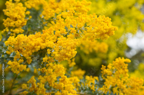 blossom acacia howittii