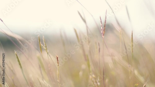 Yellow grass in the wind