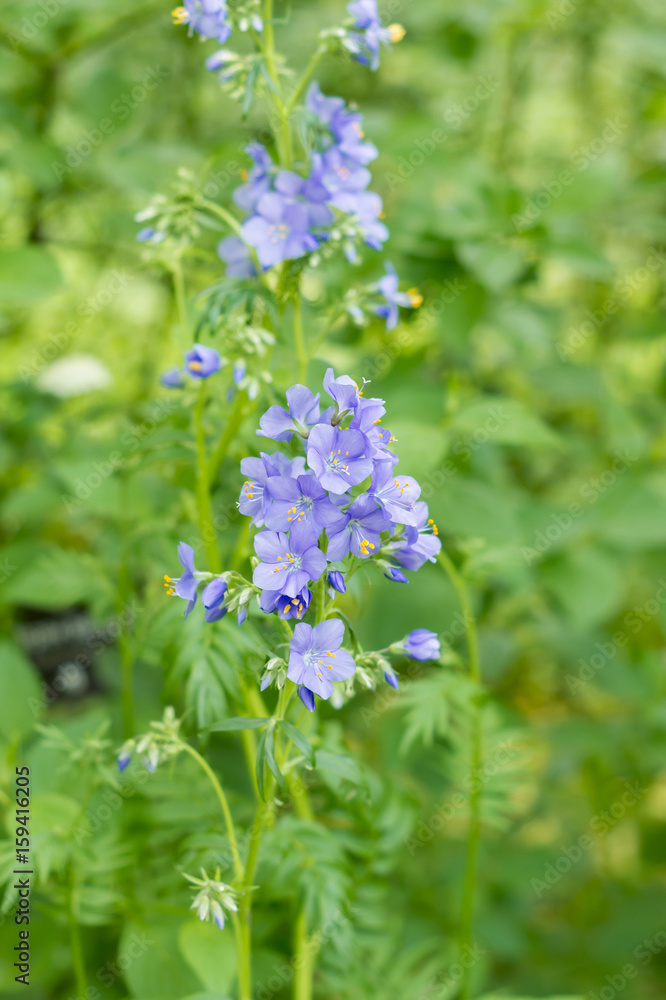 purple flowers on green background purple flowers on green background