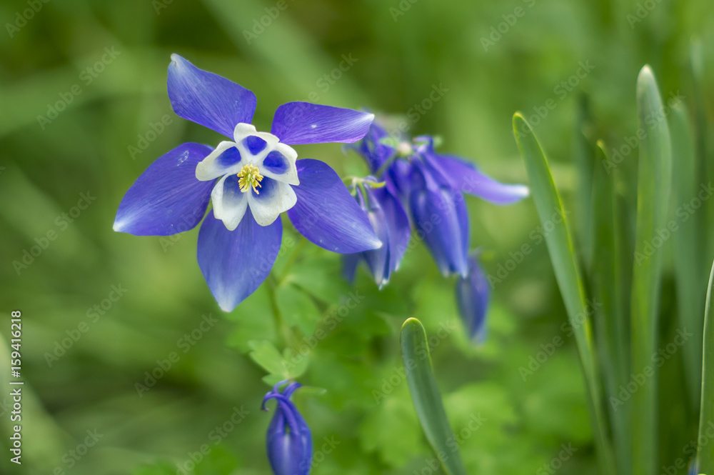 purple columbine flower on green background purple columbine flower on green background
