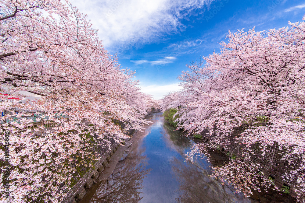 桜 桜