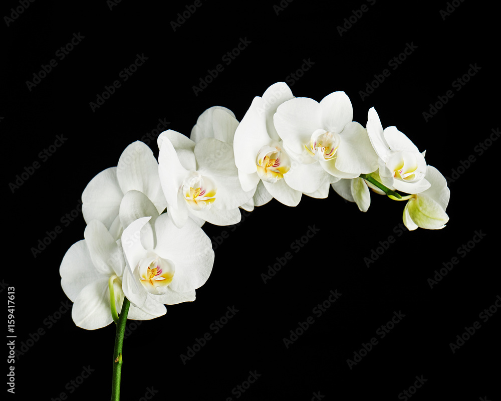 Obraz premium Delikatna gałąź orchidei kwitnąca z dużymi białymi kwiatami na czarnym tle. Kwitnąca gałązka kwiatu orchidei Phalaenopsis.