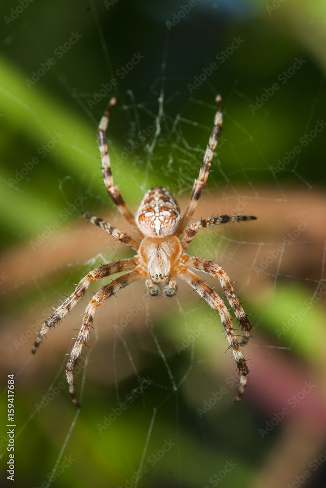 Spider male waiting for the victim close-up, garden-spider on web Spider male waiting for the victim close-up, garden-spider on web