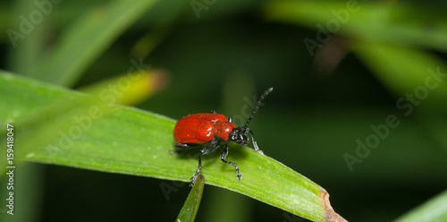 Red beetle crawling on green plant,