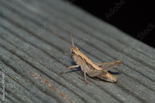 Grey grasshopper on wooden background,