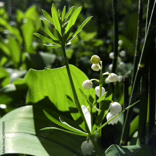 Spring background. Lilies of the valley in the forest. White flowers on a background of green leaves. Close-up. Nature.