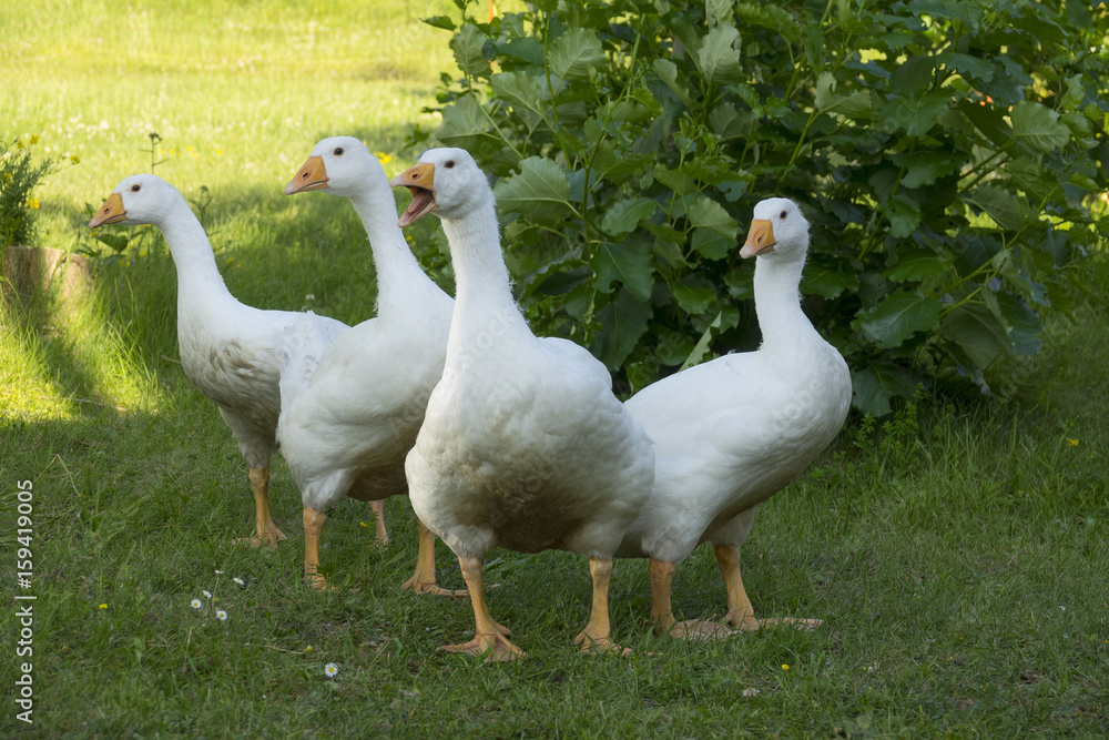 white geese white geese