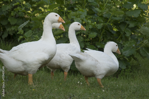 white geese