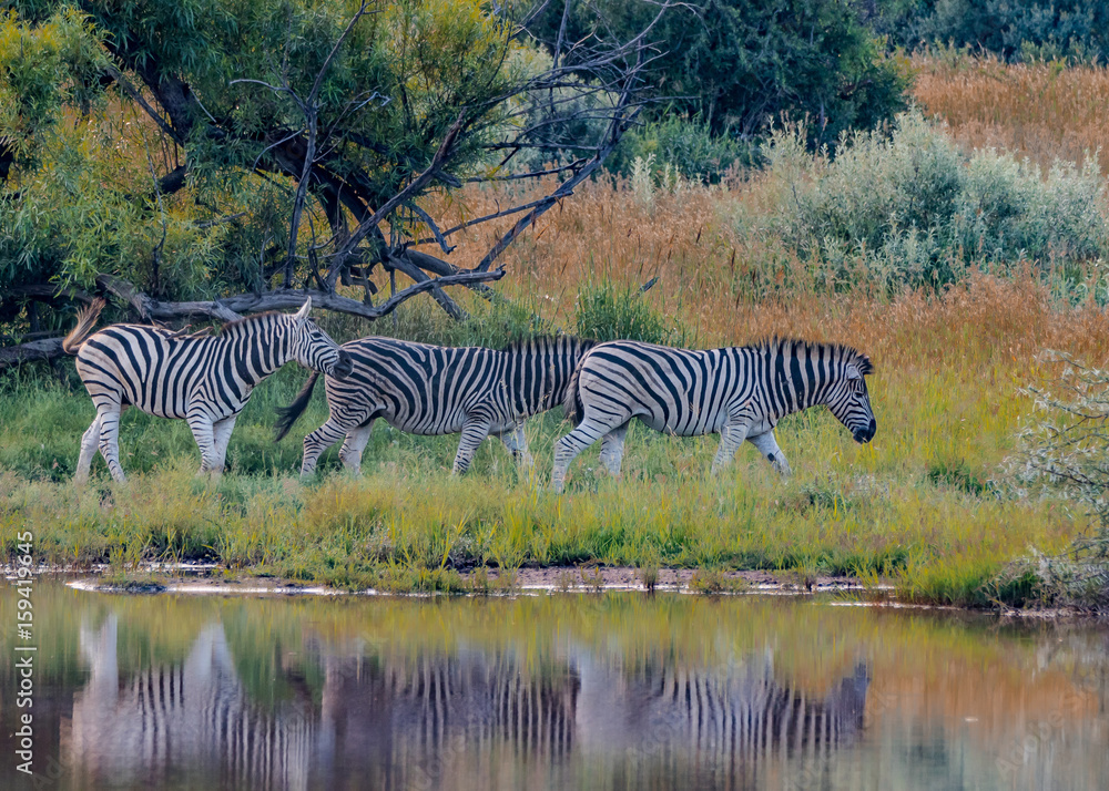 Naklejka premium Zebra 