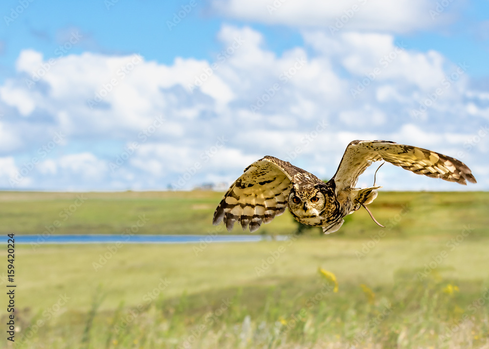 Fototapeta premium Cape Eagle-Owl