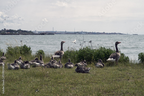 Grey geese family photo