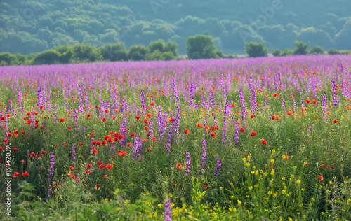 colorful flowers on field