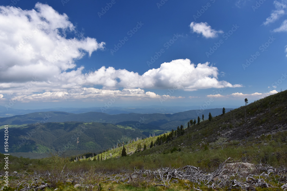 Fototapeta premium Reviving nature. Fir trees’ skeletons left after a big forest fire many years ago in Rila Mountain, Bulgaria. Now new green trees appear at the site of the burnt forest