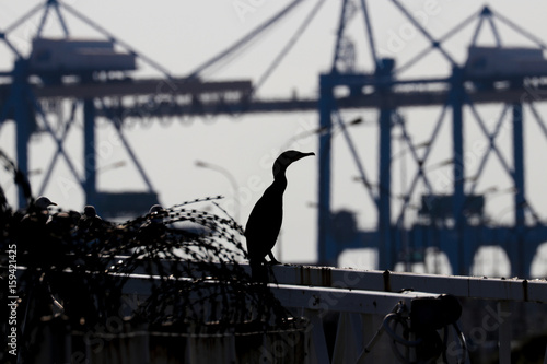 Contre jour oiseau Marin dans un port a conteneurs