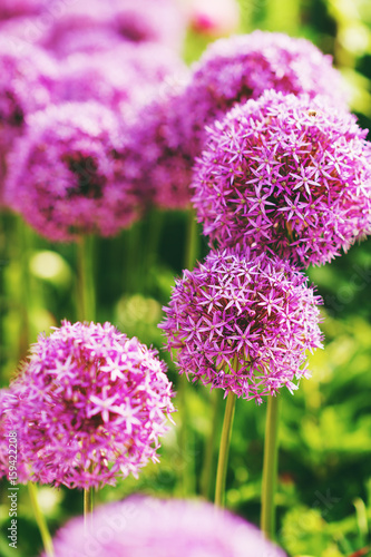 Fototapeta Naklejka Na Ścianę i Meble -  Purple giant Allium Flowers plant in the garden