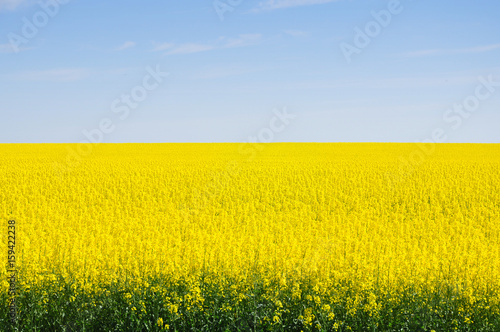 Yellow flowering rapeseed field against the blue sky. Empty space.