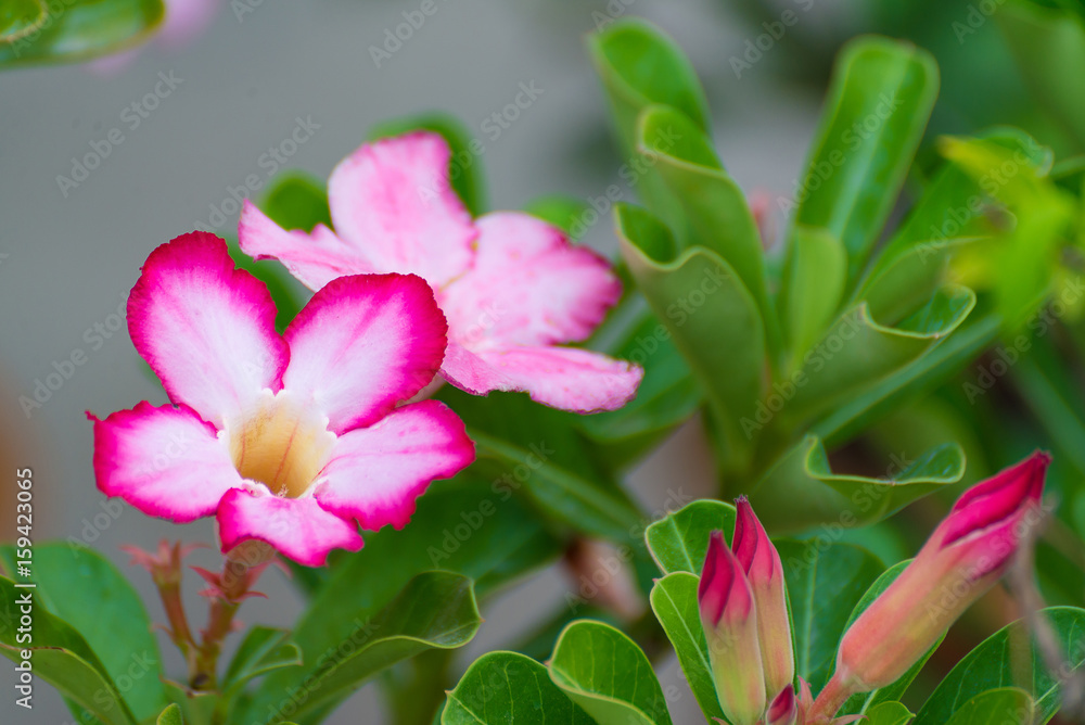 Adenium obesum flower Medicinal Plants. Adenium obesum flower Medicinal Plants.