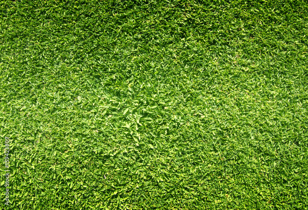 Obraz premium grass background Golf Courses green lawn