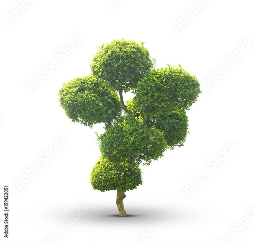 Fototapeta Naklejka Na Ścianę i Meble -  Tree bonsai green leaf.