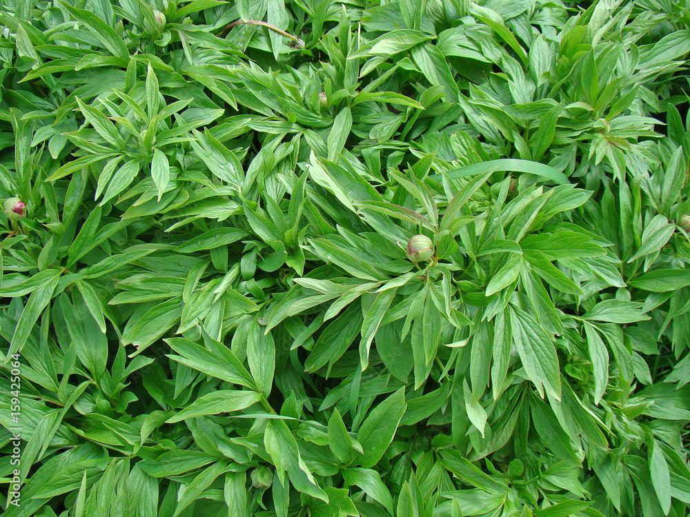 Bush peony background Bush peony background