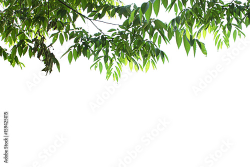 isolate tree on white background