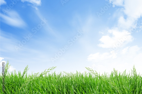 isolate grass field on white background with blue sky and cloud