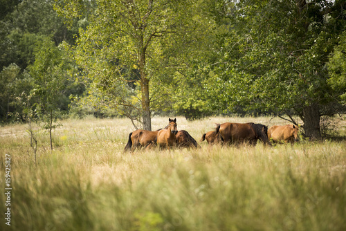 Landscape photo of wild horses in Letea Forest photo