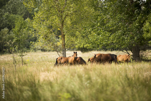Landscape photo of wild horses in Letea Forest