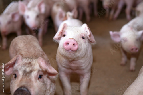 Piglet in the pigfarm photo