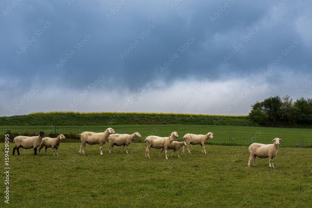 Schafsherde auf Wiese vor blauem Himmel