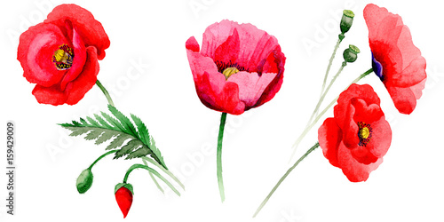 Wildflower poppy flower in a watercolor style isolated. © yanushkov