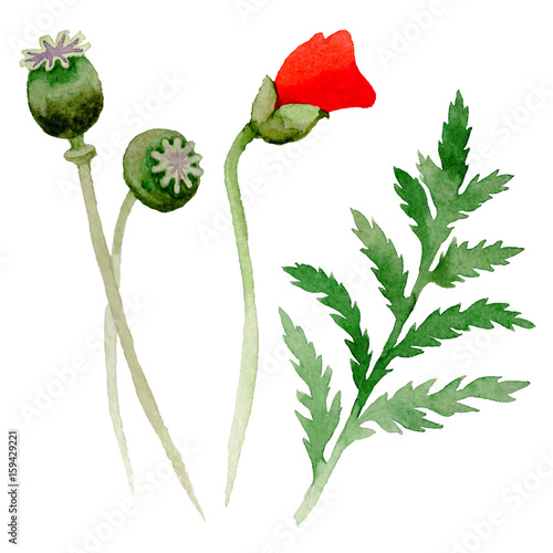 Fotografía Wildflower poppy flower leaf in a watercolor style isolated.