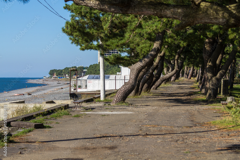 Inclined pines near the sea in the village of Kobuleti, not far from Batumi. Inclined pines near the sea in the village of Kobuleti, not far from Batumi.