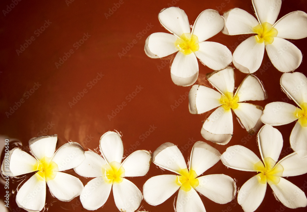 Plumeria flower on water in a red clay jar. Plumeria flower on water in a red clay jar.