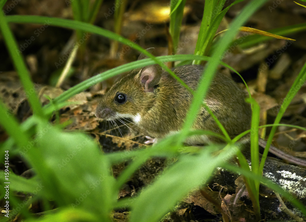 Wood mouse hiding in the forest Wood mouse hiding in the forest